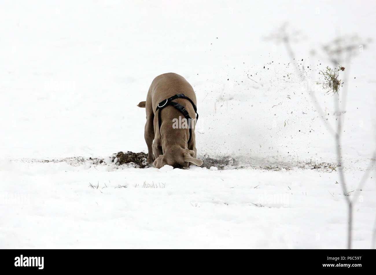 Werneuchen, chien creuse dans la neige en hiver Banque D'Images