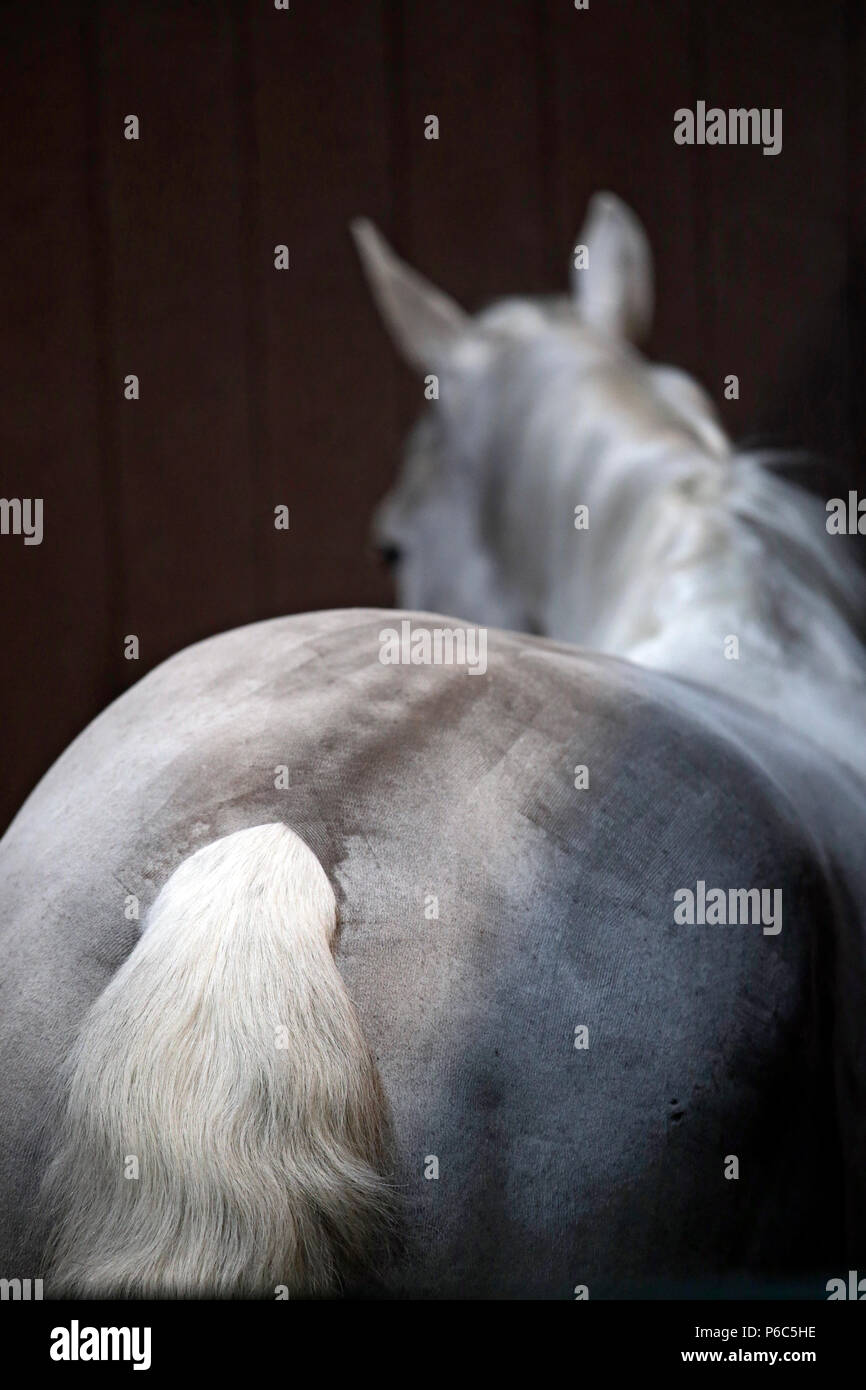 Doha, s'émancipant horse se trouve dans sa boite Banque D'Images