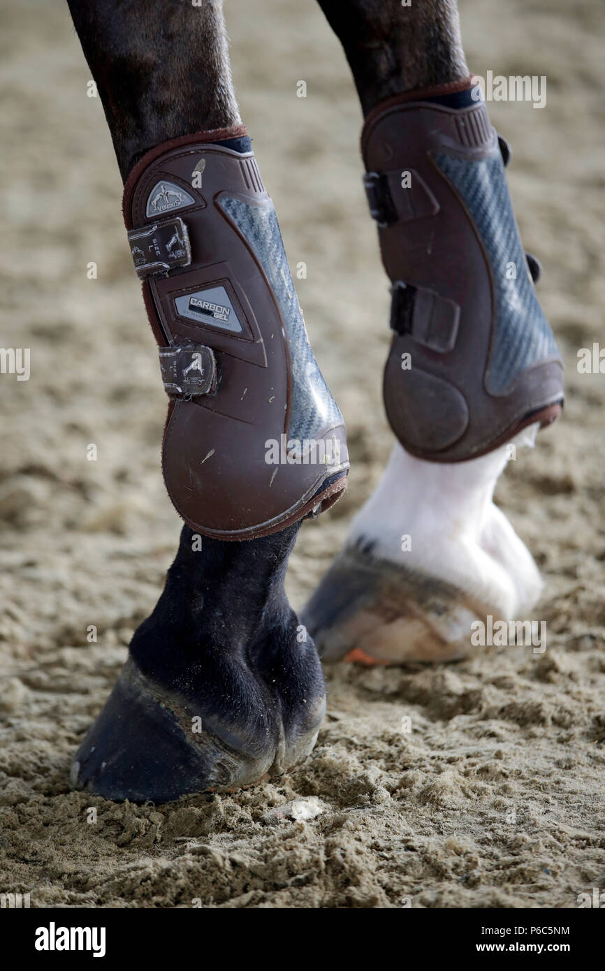 Doha, leggings sur les pattes avant d'un cheval Banque D'Images