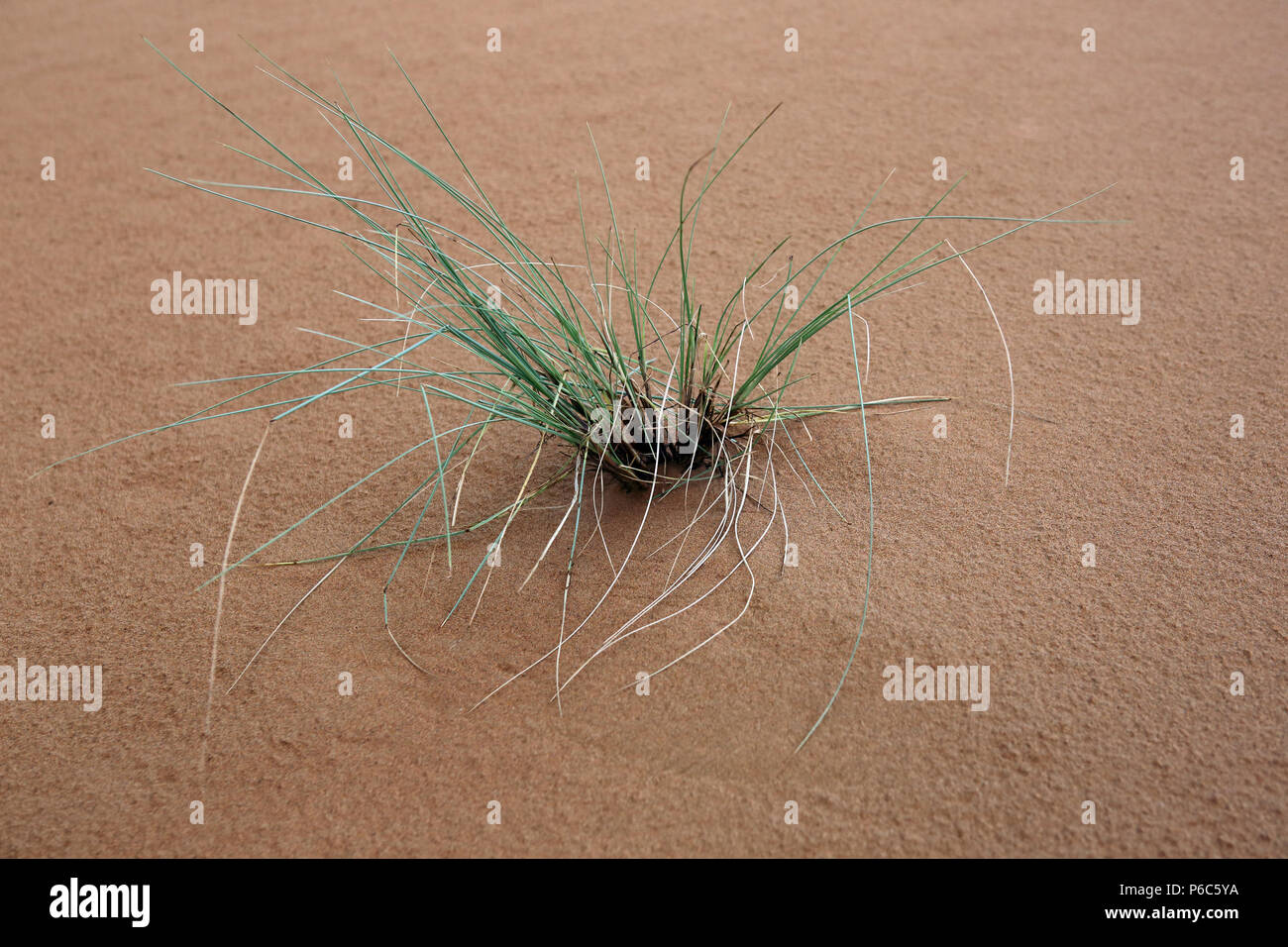 Dubaï, Émirats arabes unis, brins d'herbe poussent dans le désert Banque D'Images