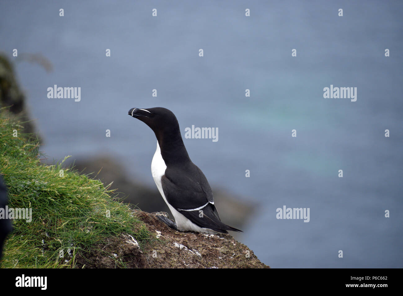 Petit pingouin sur l'île de Staffa Banque D'Images