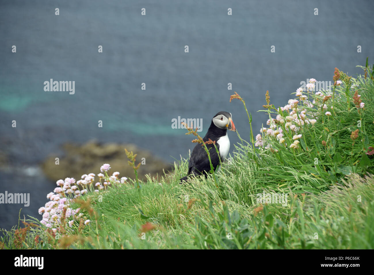 Macareux moine sur l'île de Staffa Banque D'Images