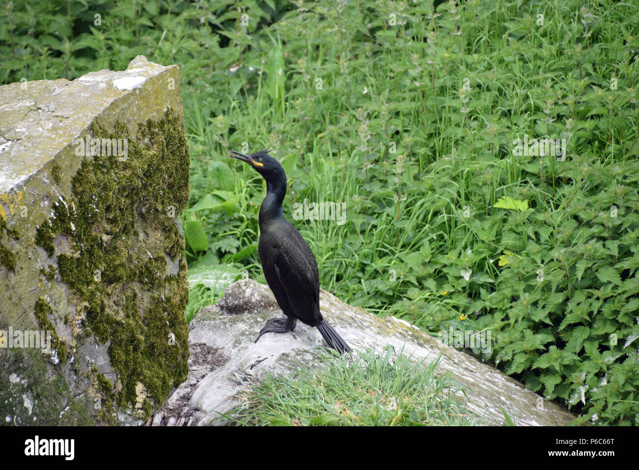 Shag sur l'île de Staffa Banque D'Images