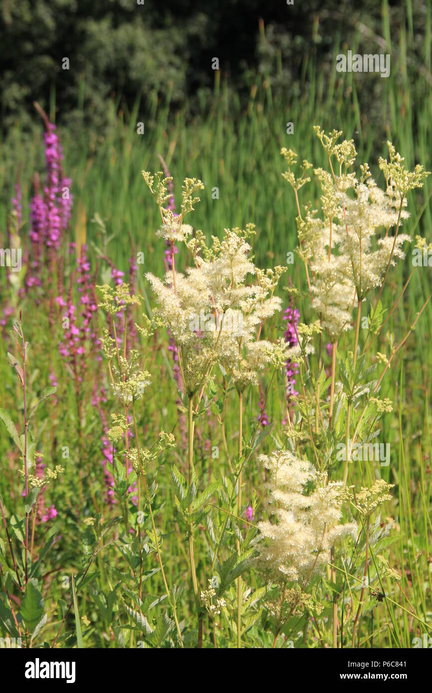 Fleurs sauvages en Hollande Banque D'Images