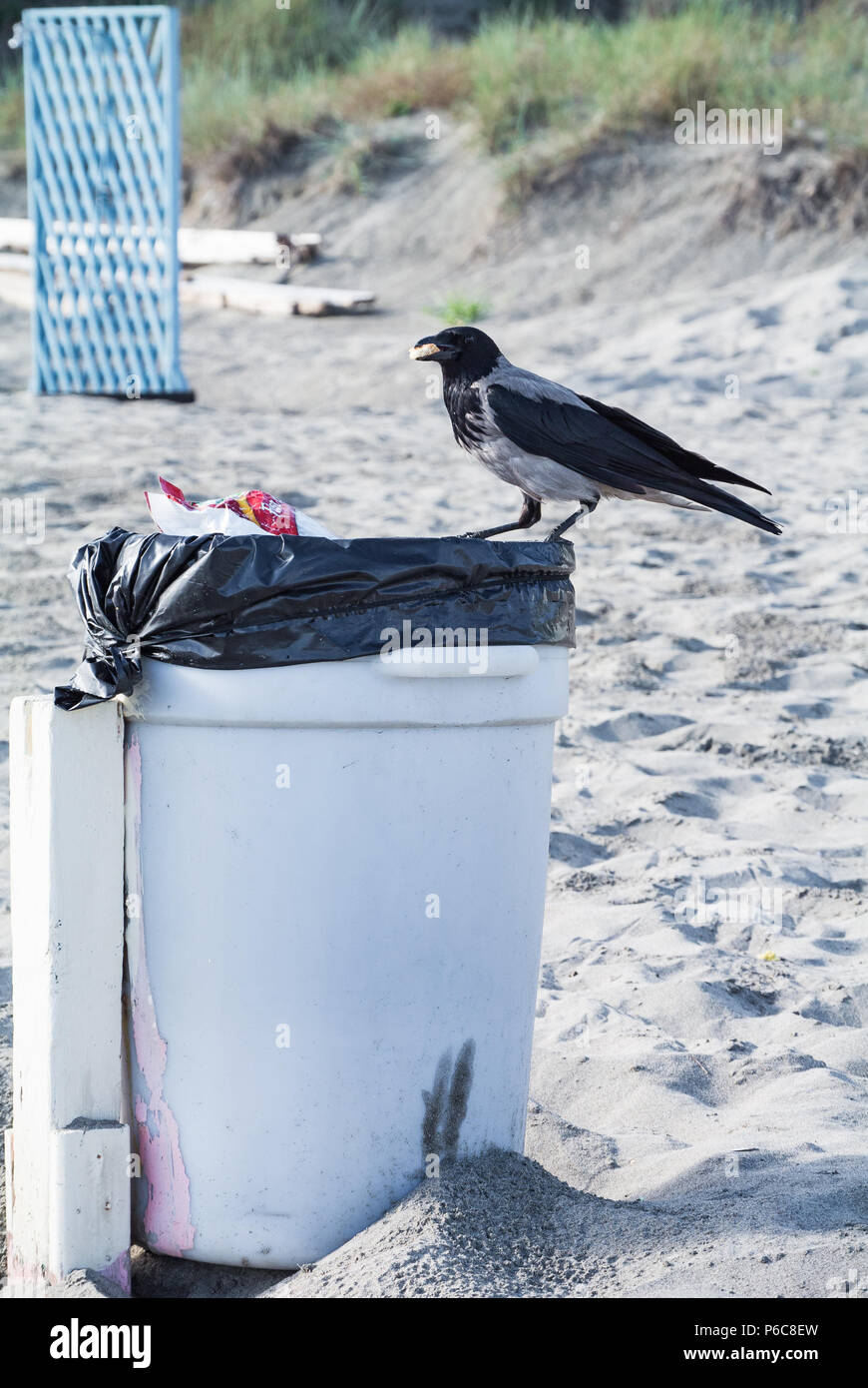 Poubelle sur une plage d'Ostie, Rome, Italie Banque D'Images