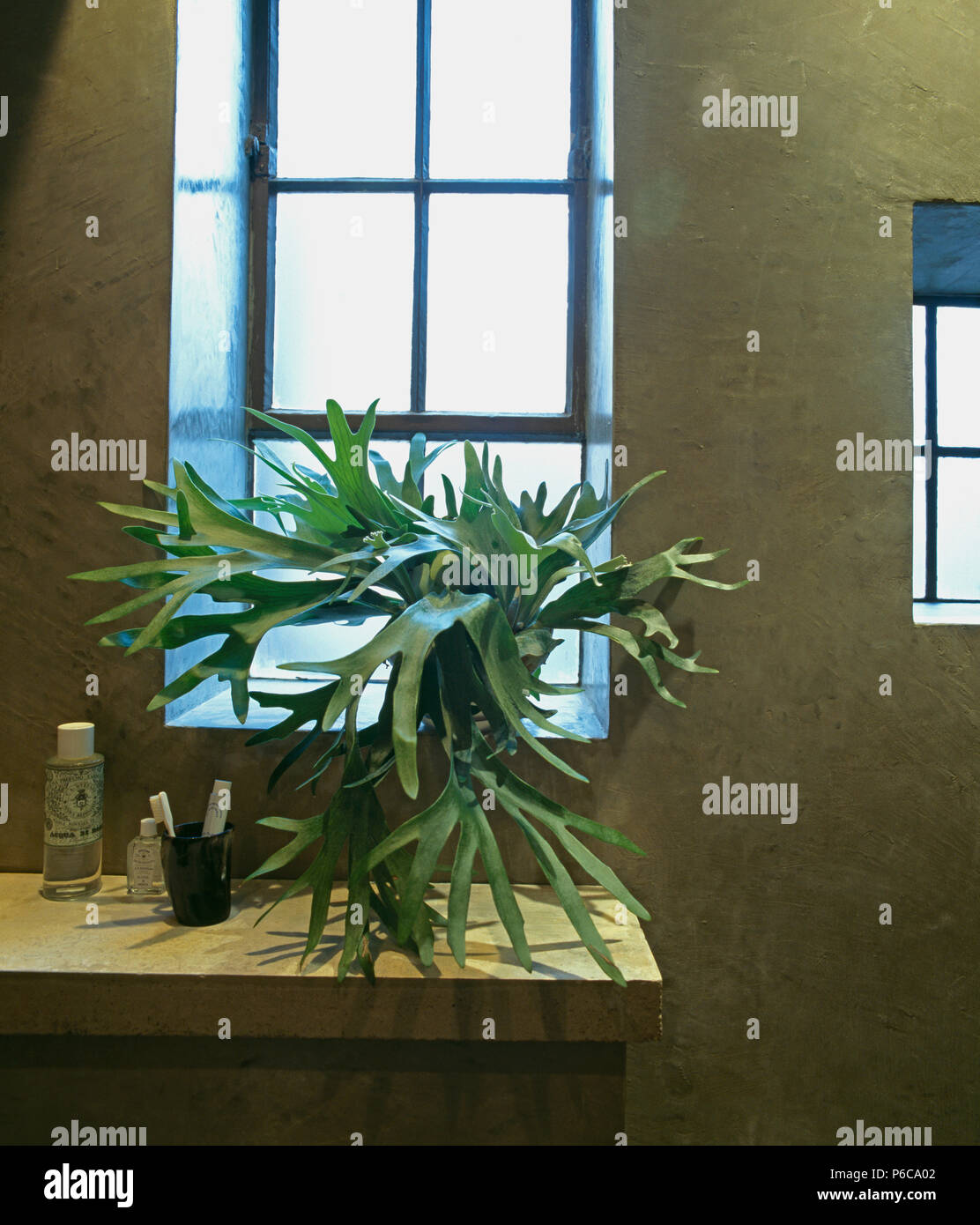 Close-up of staghorn fern sur fenêtre dans salle de bains moderne avec des murs de béton poli Banque D'Images