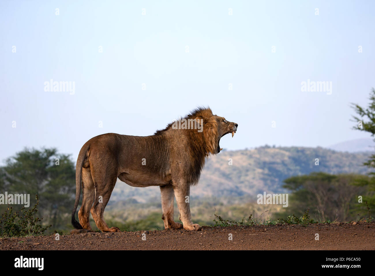 Lion Panthera leo roaring au début la lumière du haut d'un mur de barrage Banque D'Images