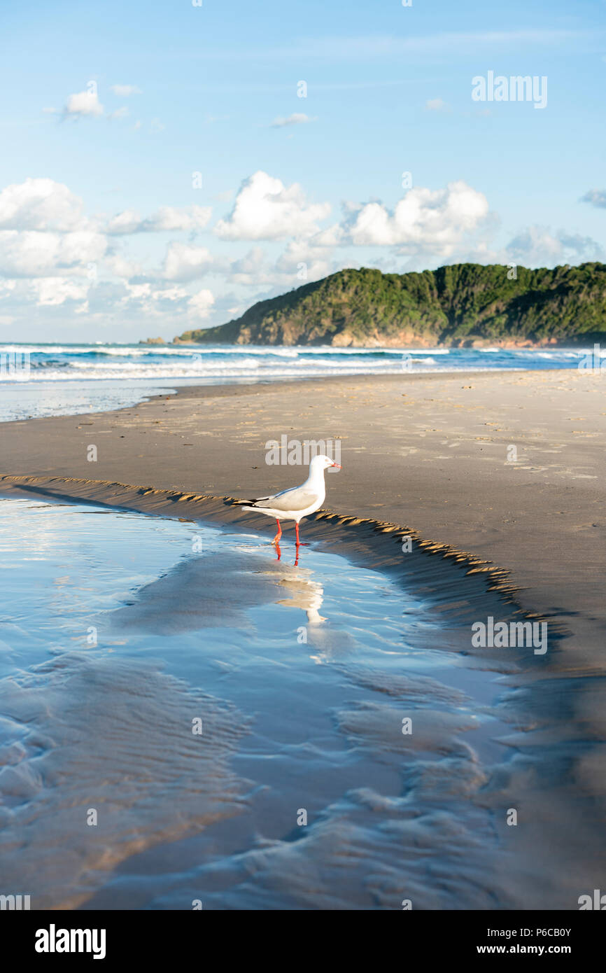 Une mouette plonge ses pieds dans l'eau Banque D'Images