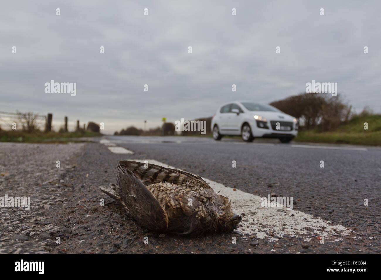 Fauve, Accipiter nisus, victime de roadkill avec des voitures, UK Banque D'Images
