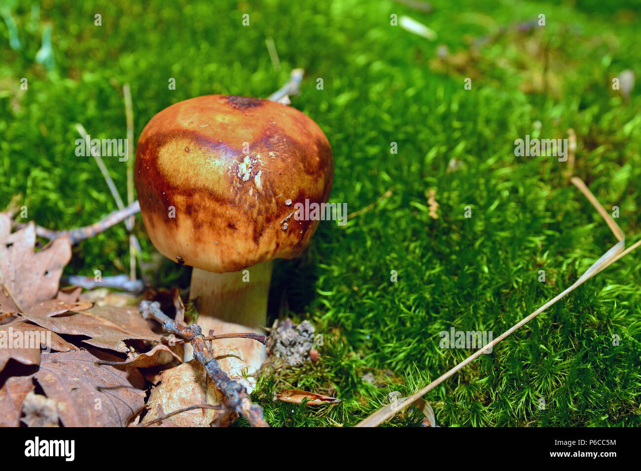 Une russula foetens non comestibles dans la forêt Banque D'Images