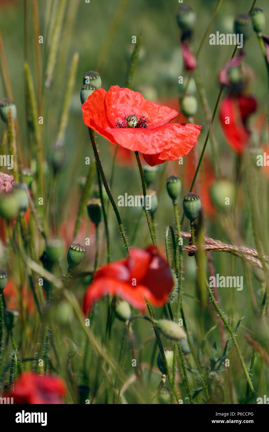 Coquelicot Papaver rhoeas, commun, en fleurs, c'est une plante herbacée annuelle plante Banque D'Images