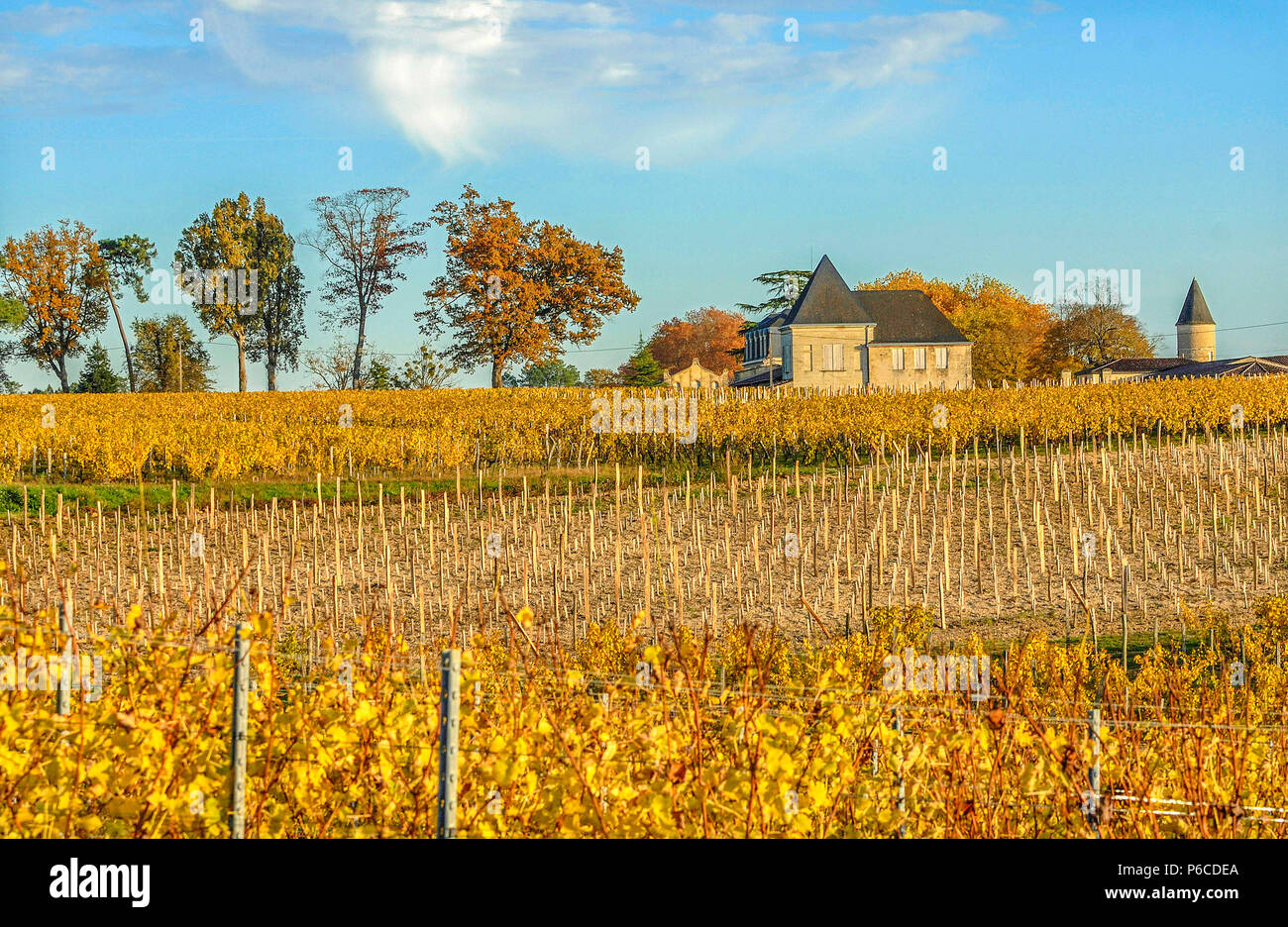 Sud Ouest de la France, (AOP) vignoble de Sauternes, Château Guiraud, Premier Cru '1er grand cru classe', l'agriculture biologique. Crédit obligatoire : Château Guiraud Banque D'Images