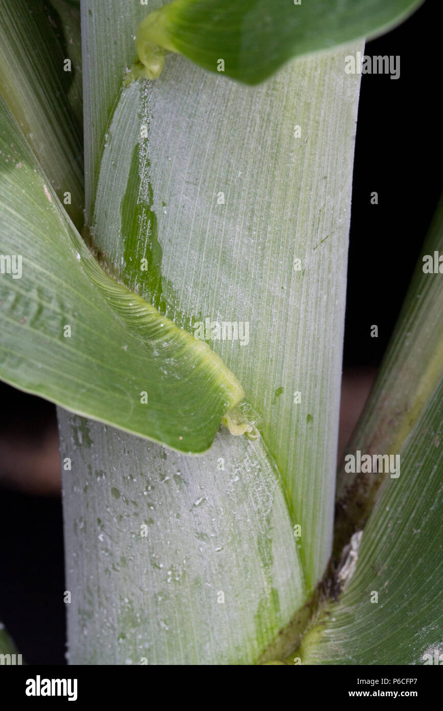 Leaf bloom (substance blanche sur les feuilles) Banque D'Images