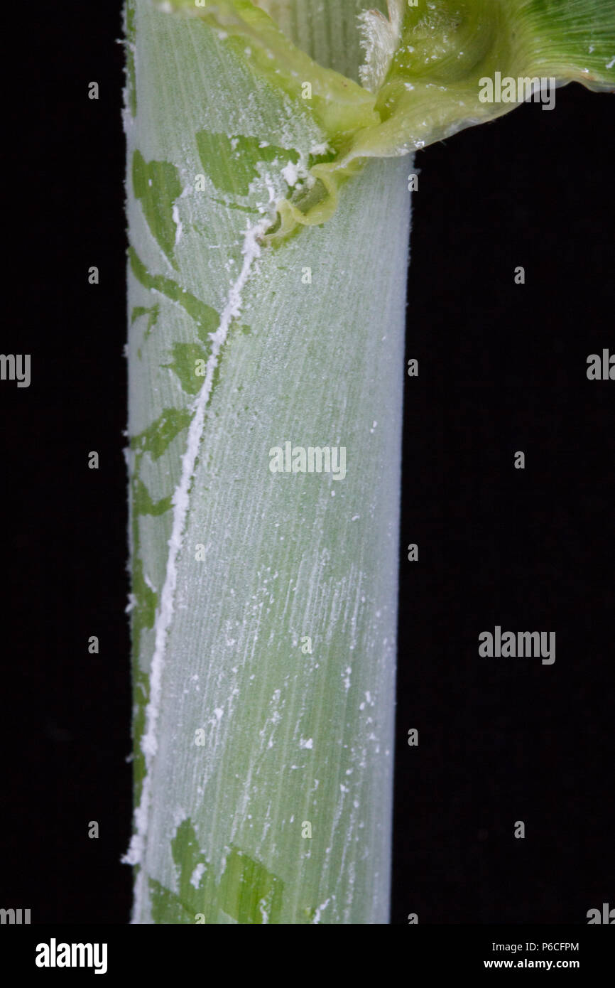 Leaf bloom (substance blanche sur les feuilles) Banque D'Images