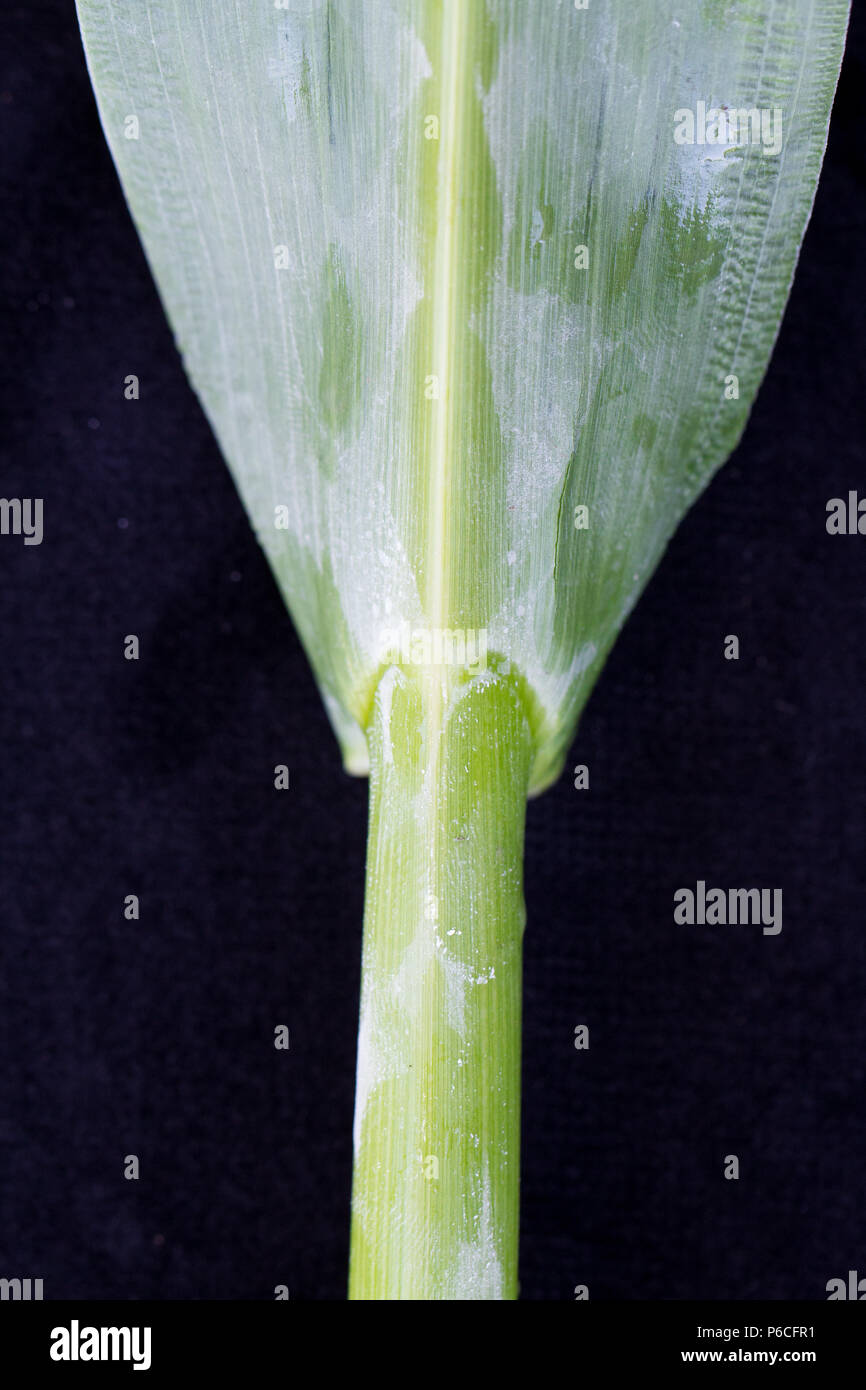 Leaf bloom sur le sorgho (substance blanche sur les feuilles) Banque D'Images