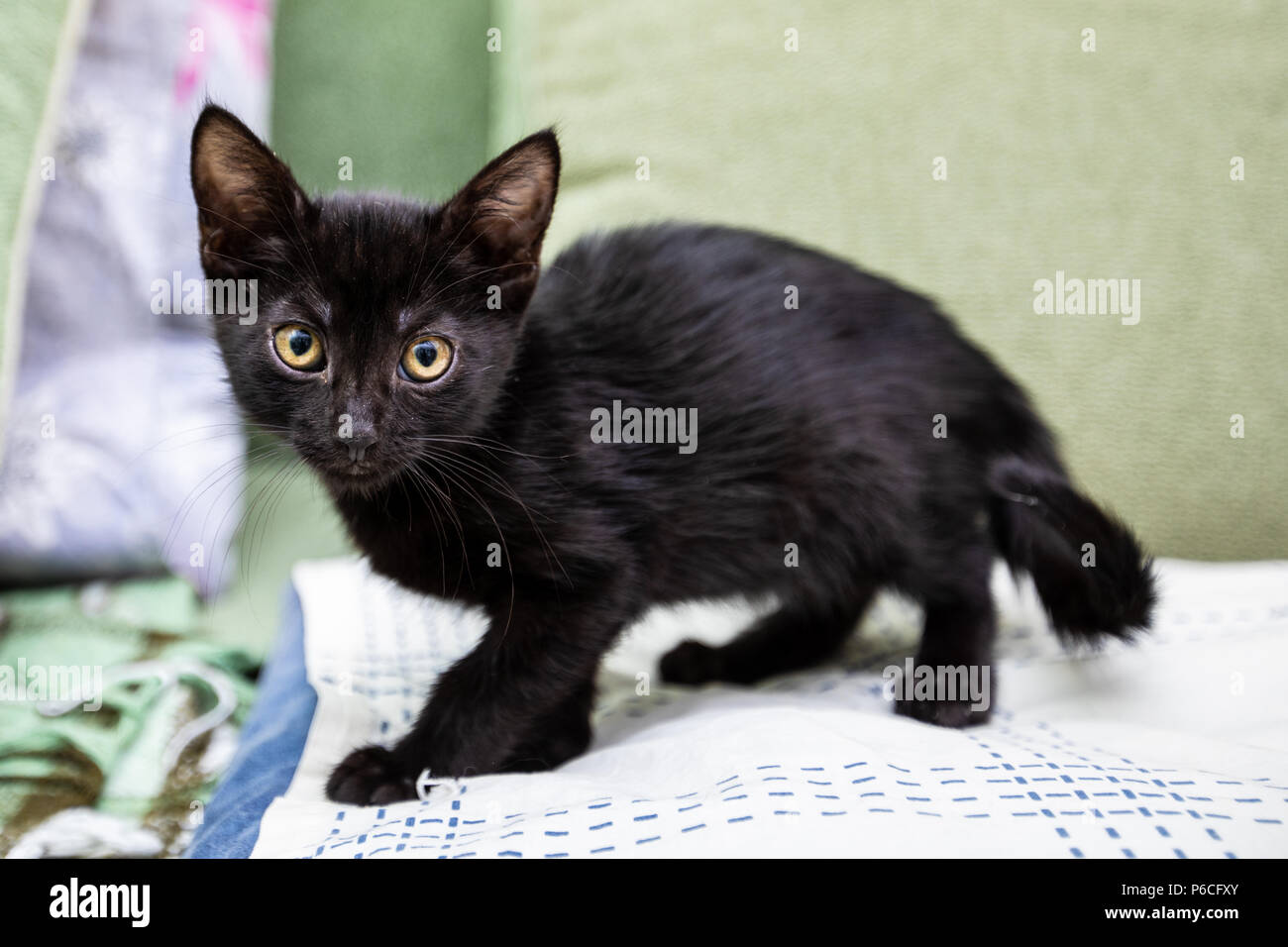 Le Chaton Noir Avec De Grands Yeux Jaunes Est Assise Sur Un Canape Vert Photo Stock Alamy Le Chaton Noir Avec De Grands Yeux Jaunes Est Assise Sur Un Canape Vert Photo Stock Alamy
