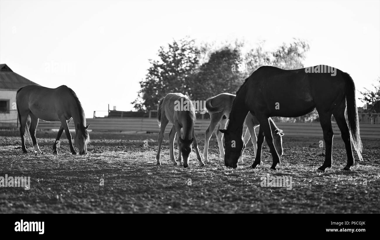 Famille de chevaux brun manger au coucher du soleil Banque D'Images