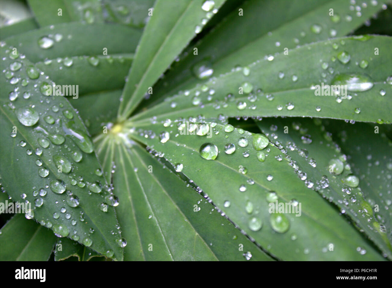 Gouttes de pluie sur les feuilles vertes Banque D'Images