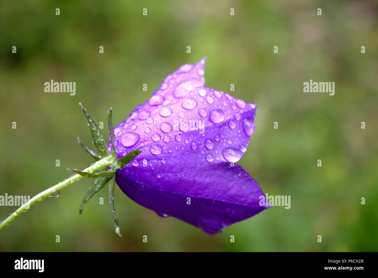 Fleur pourpre avec des gouttes de pluie Banque D'Images