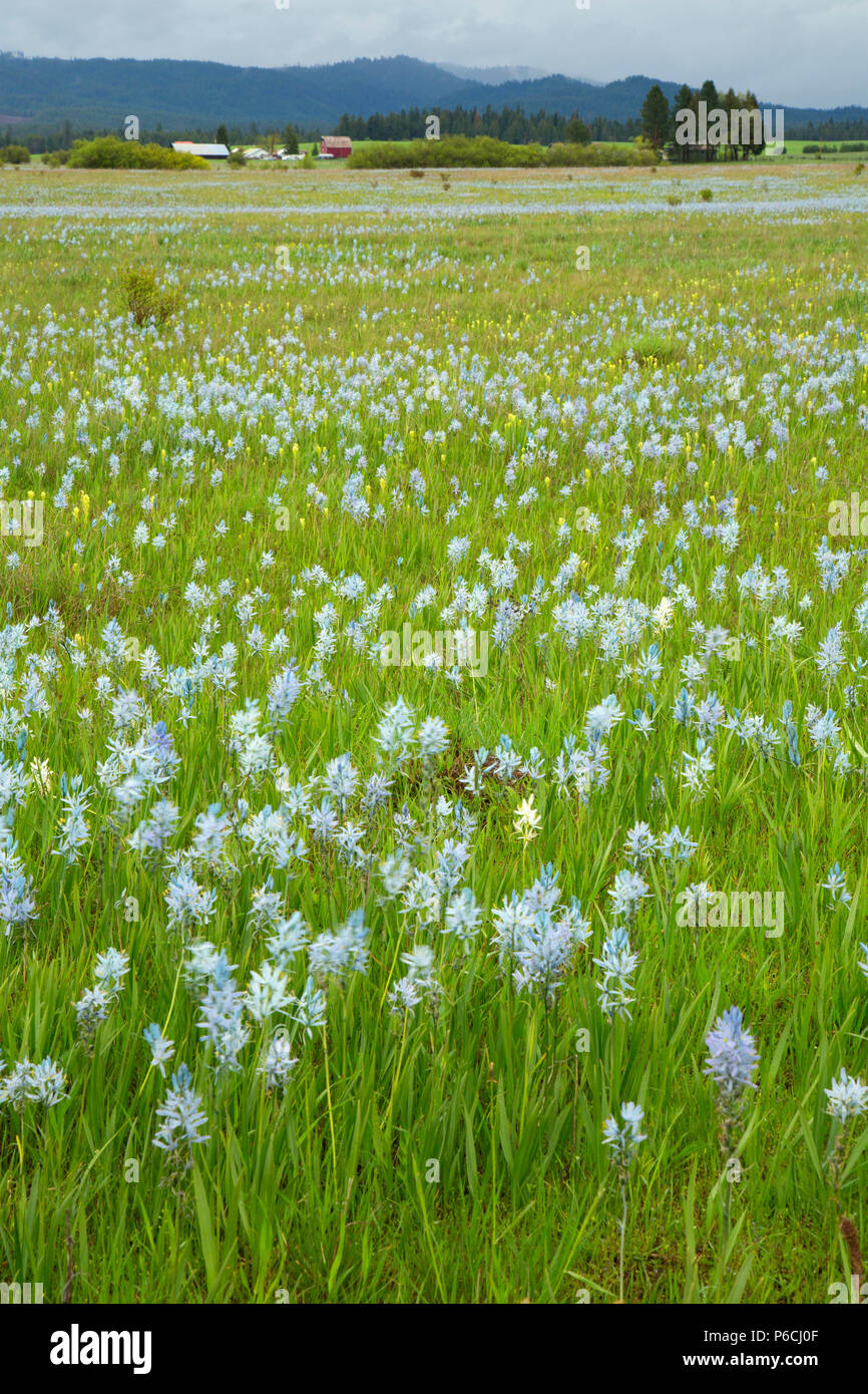 Weippe Prairie, Nez Perce National Historical Park, Gold Rush Byway, New York Historique Banque D'Images