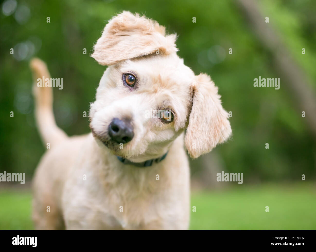 Un joli Labrador Retriever/Poodle puppy race mélangée avec une inclinaison de tête d'écoute Banque D'Images