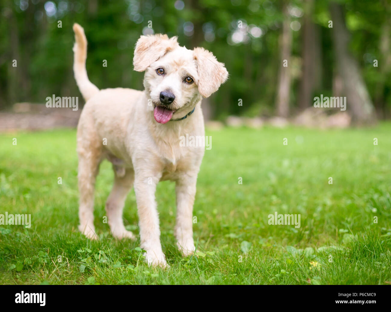 Un joli Labrador Retriever/Poodle puppy race mélangée avec une inclinaison de tête d'écoute Banque D'Images