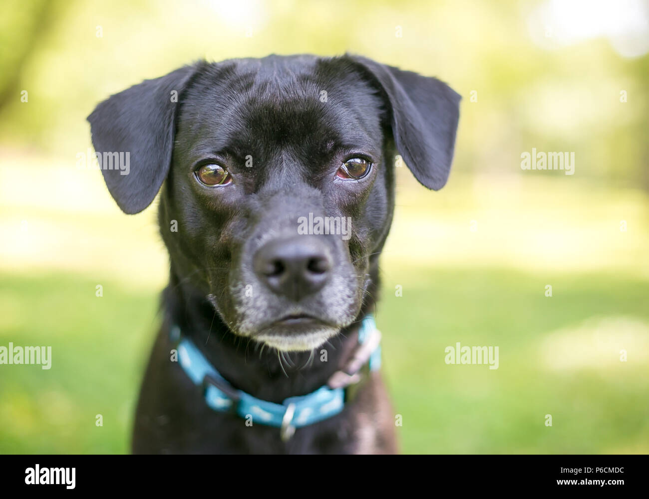 Un mignon black Retriever/Beagle chiot de race mixte portant un collier bleu Banque D'Images