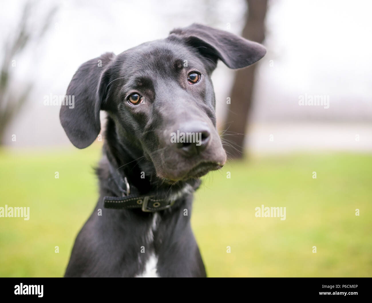 Un grand danois noir/Labrador Retriever chiot de race mélangée avec une inclinaison de tête d'écoute Banque D'Images