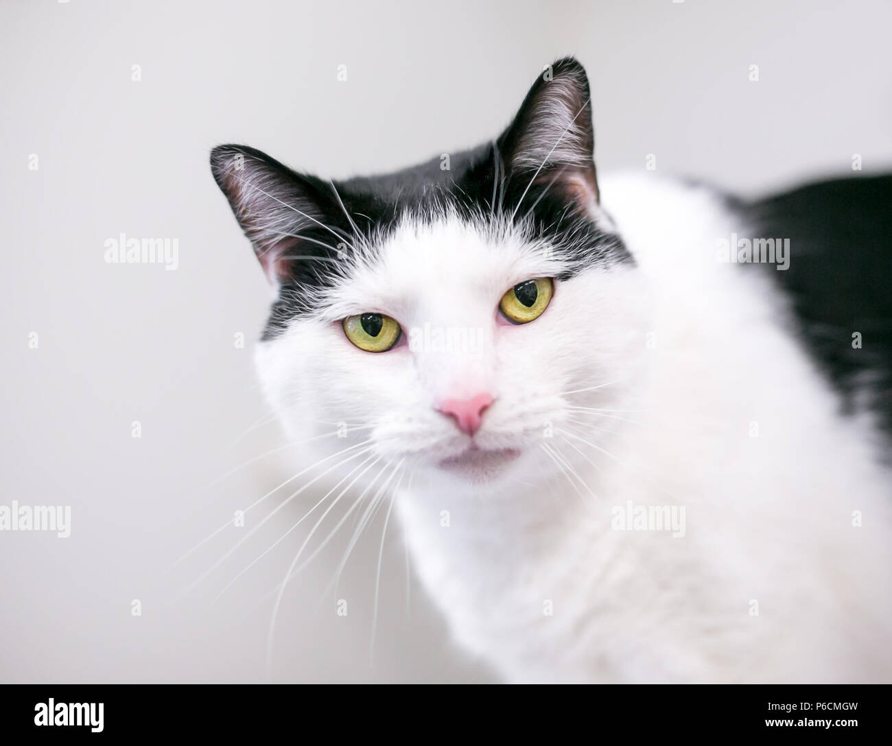 Un noir et blanc shorthair domestique avec les yeux de chat jaune Banque D'Images