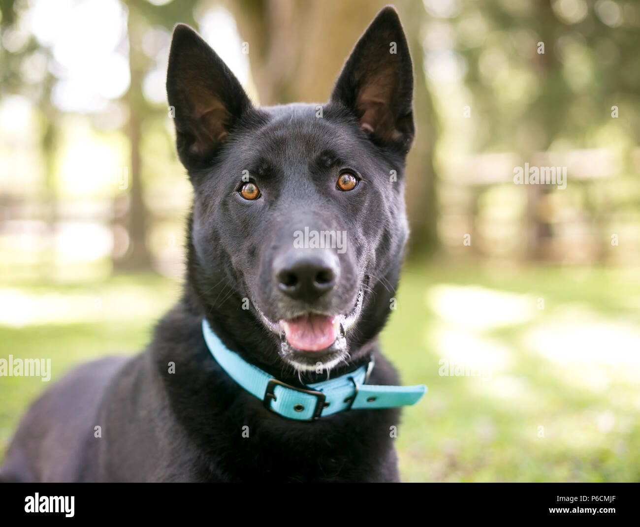 Un Berger allemand noir mixed breed dog outdoors Banque D'Images