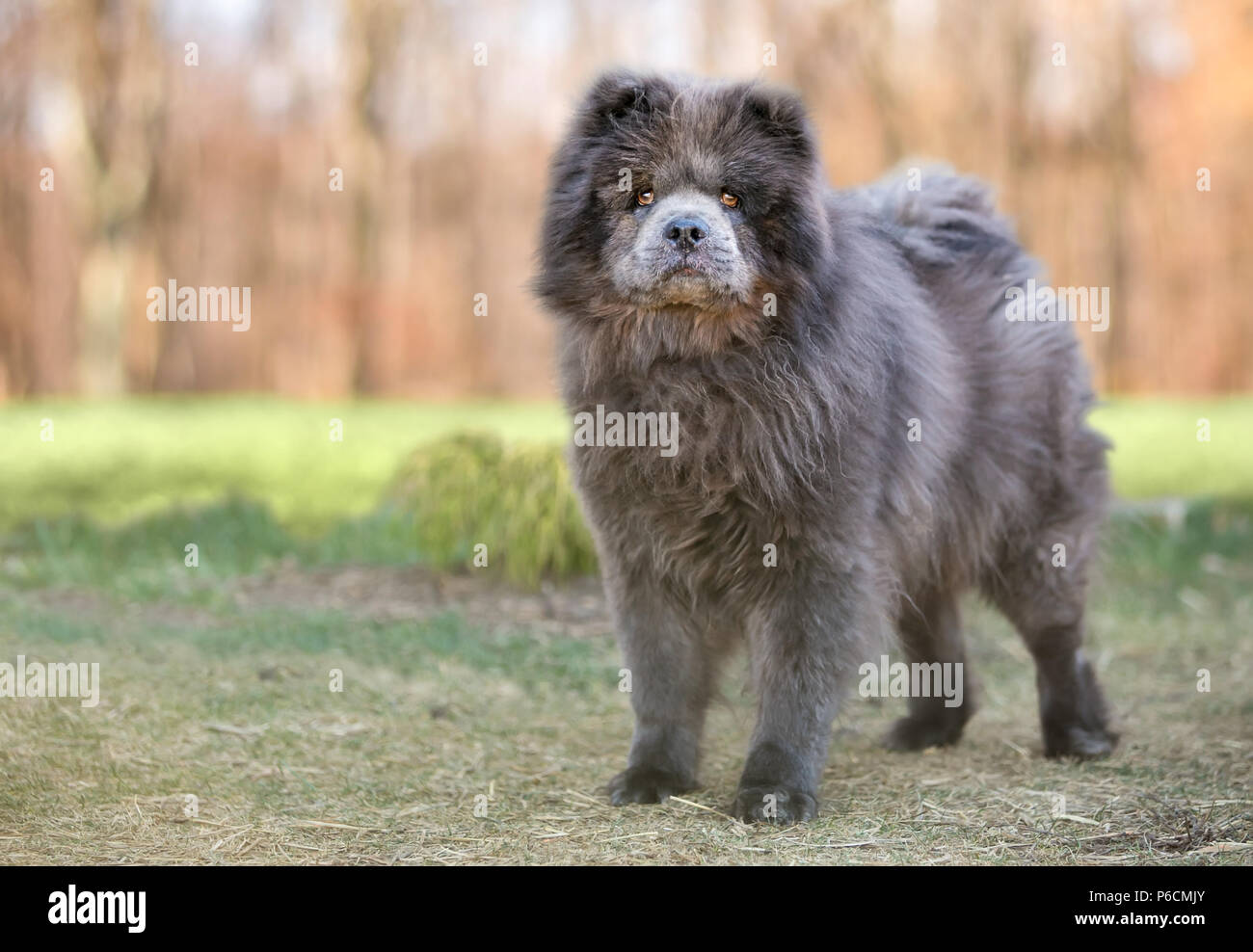 Photo De Chien De Race Chow Chow On Triumph Only