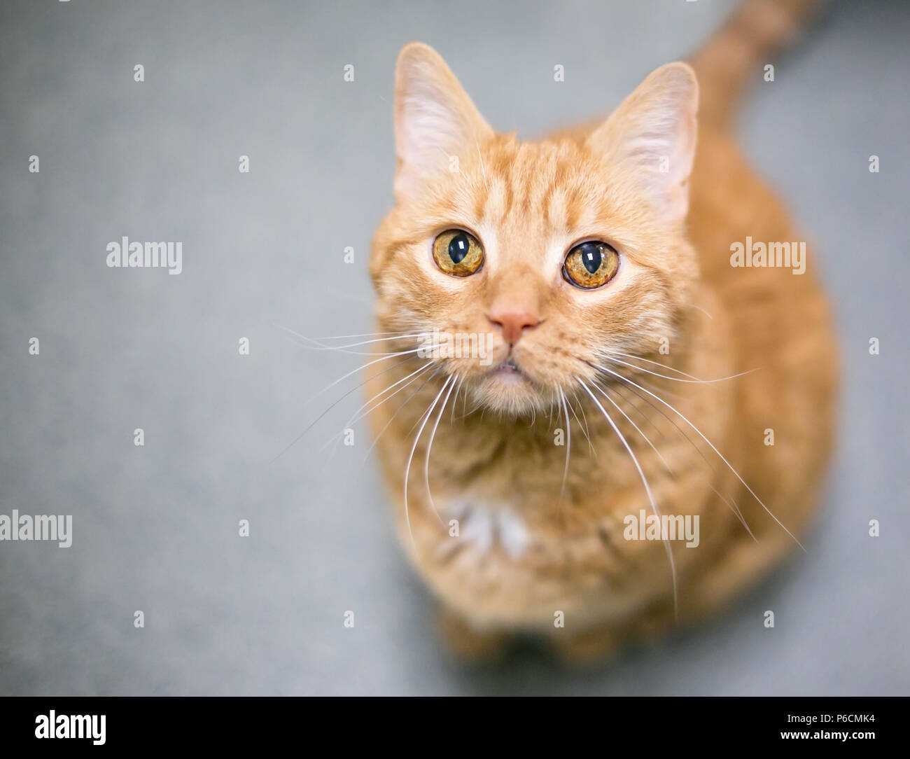 Melanocytes Banque D Image Et Photos Alamy