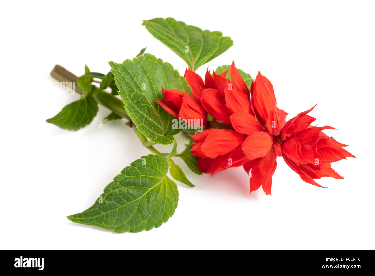 Salvia splendens flower isolated on white background Banque D'Images Salvia splendens flower isolated on white background Banque D'Images