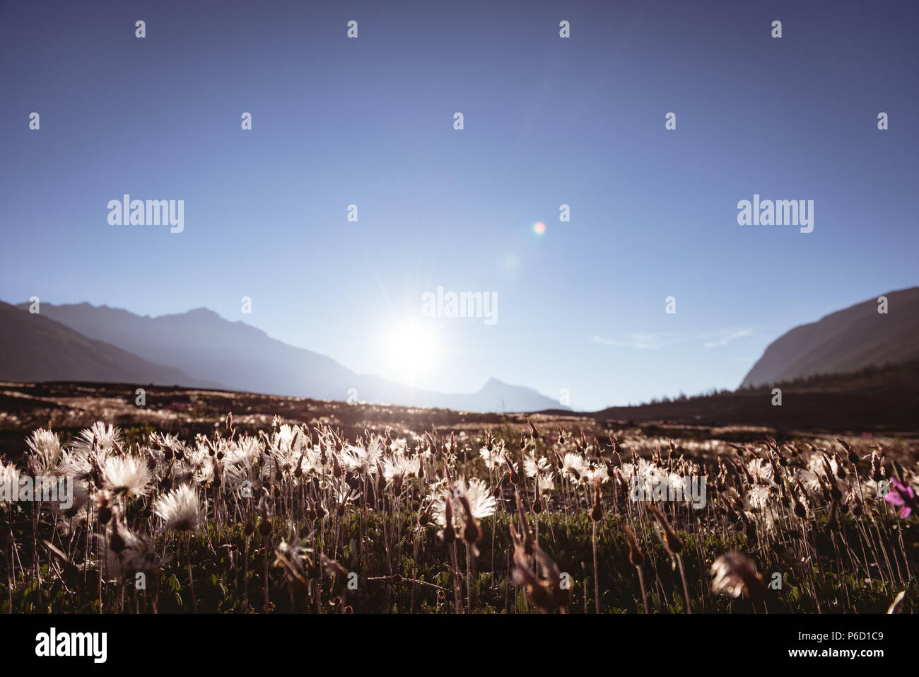 Champ de fleurs dans la campagne Banque D'Images
