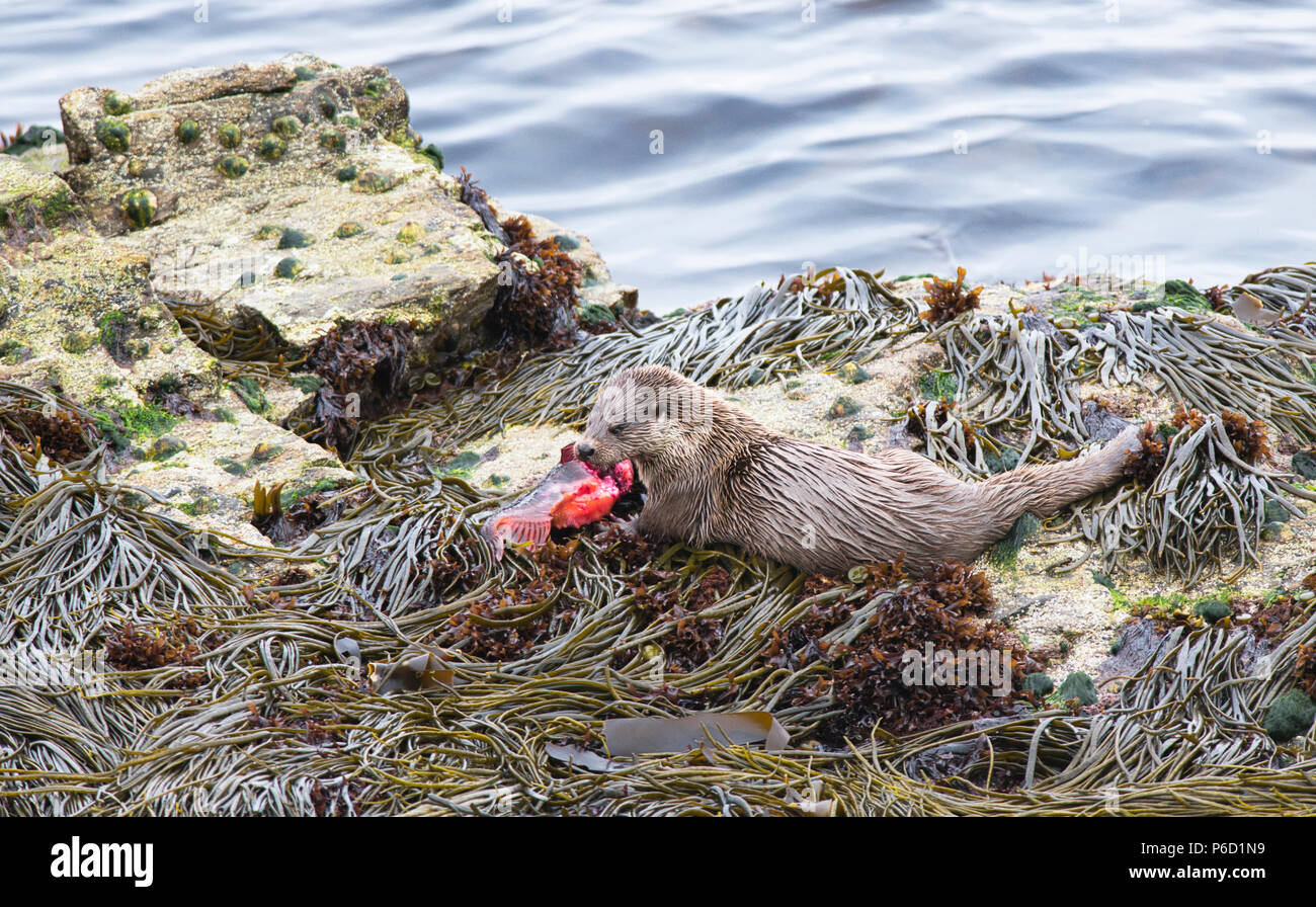 L'eurasienne ou la loutre (Lutra lutra) sur la côte de Yell, Shetland de manger un poisson (Cyclopterus lumpus lumpsucker) pris dans un lit de varech à proximité. Banque D'Images