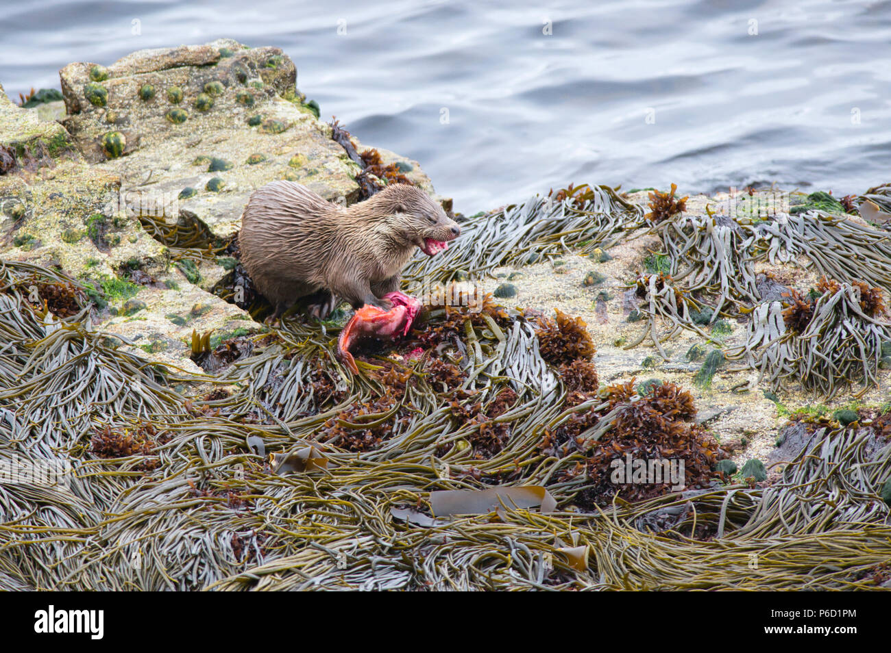 L'eurasienne ou la loutre (Lutra lutra) sur la côte de Yell, Shetland de manger un poisson (Cyclopterus lumpus lumpsucker) pris dans un lit de varech à proximité. Banque D'Images