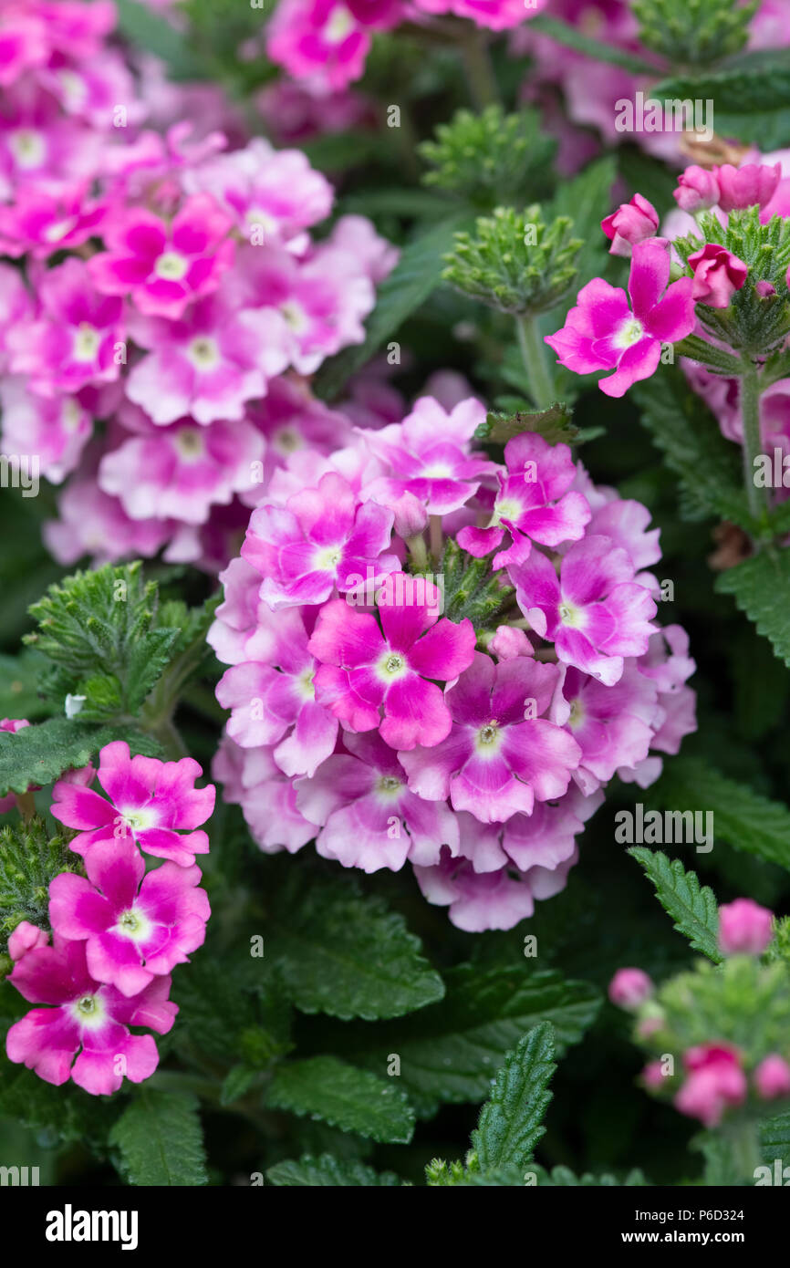 Verveine 'pop' Blanc Rose fleurs dans un jardin anglais. UK Banque D'Images