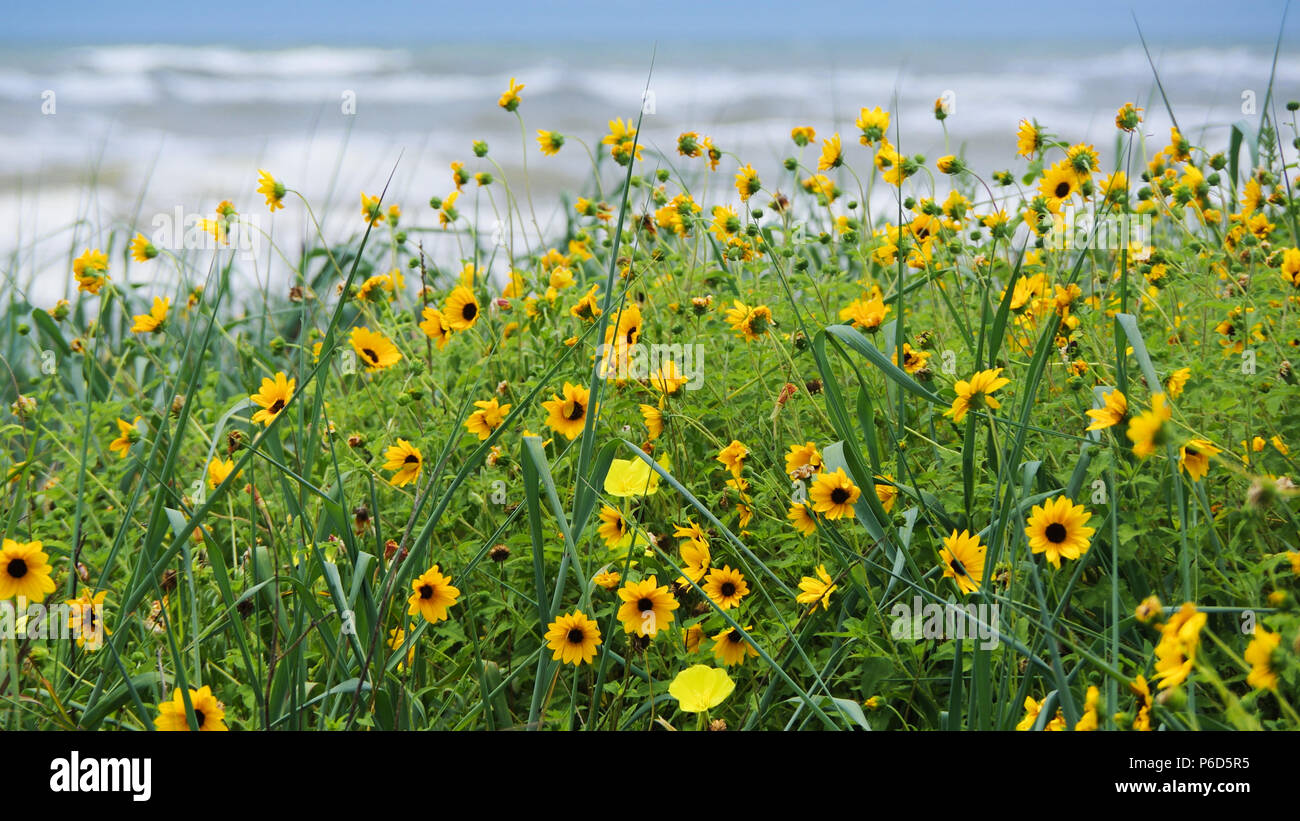 Fleurs sauvages jaune croissant sur les dunes de plage avec ciel bleu et les vagues en arrière-plan Banque D'Images