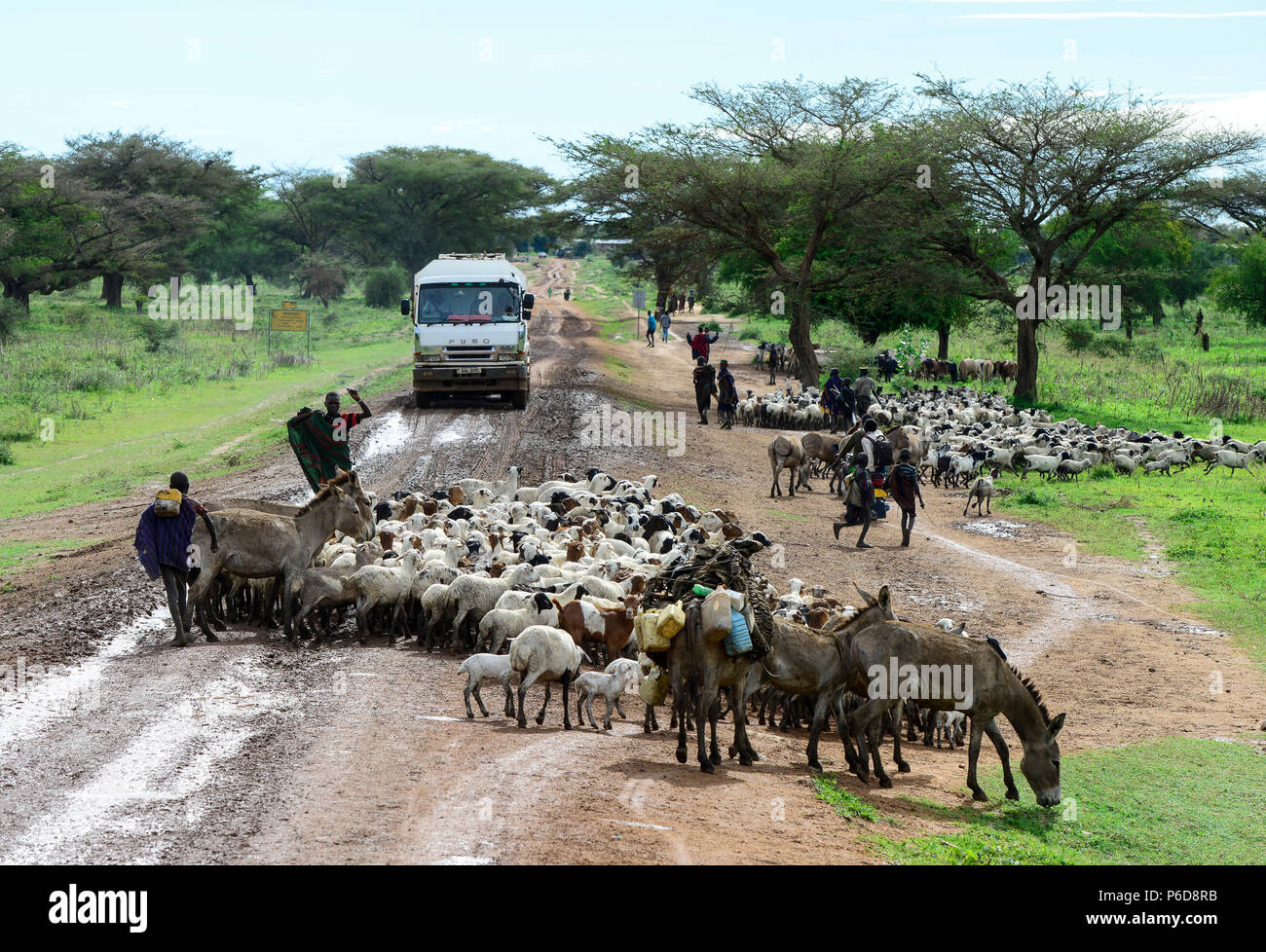 L'Ouganda, le Karamoja, Kotido, Karamojong, tribu shepherd avec le bétail sur la route, le chinois chariot Fuso / Hirten mit Vieh auf der Sandpiste Banque D'Images