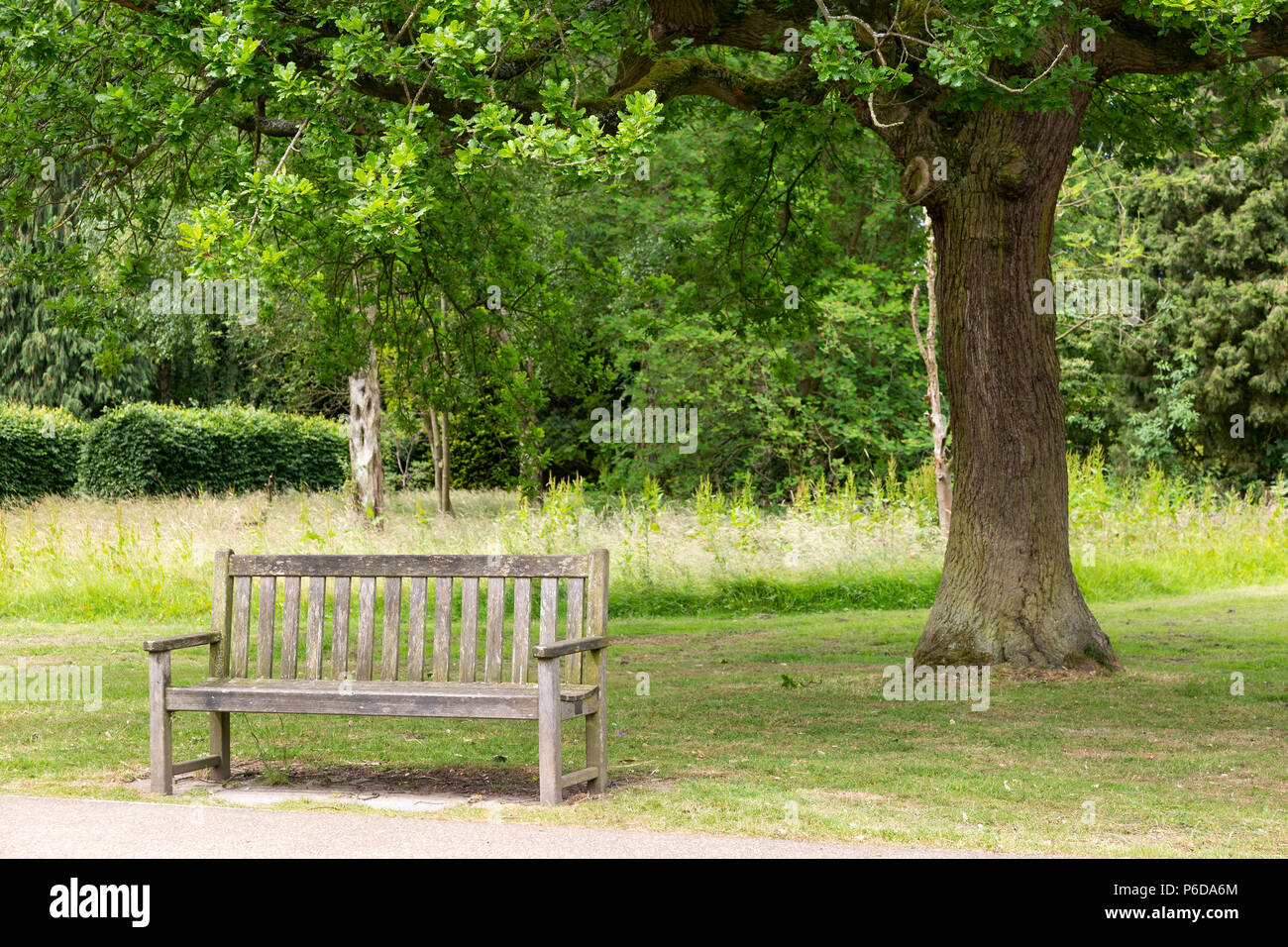 Banc de parc ombragé par un vieux chêne Banque D'Images