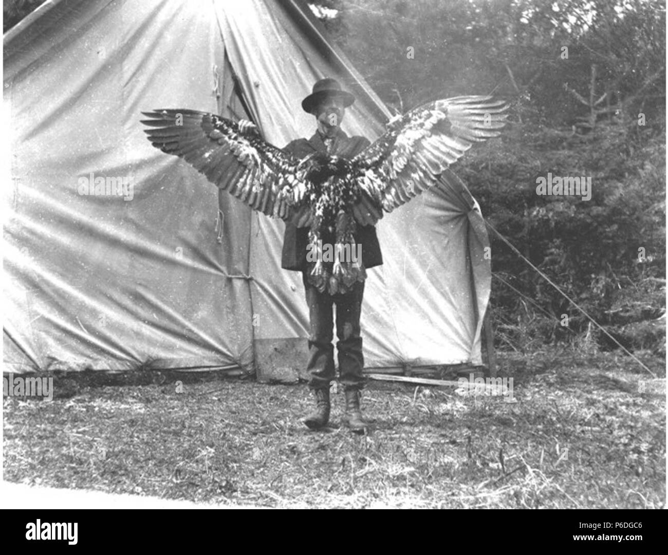 . Anglais : H. Ambrose Kiehl en face d'une tente blanche morte holding par ses ailes près de Fort Seward, Alaska, 1909 . Anglais : texte de journal : H.A.K. Kiehl et Eagle. Album 1,089 sujets (LCSH) : Eagles--Alaska--Haines ; Kiehl, H. Ambrose ; Tentes--Alaska--Haines ; Port Chilkoot (Haines, Alaska) . 1909 51 h Ambrose Kiehl en face d'une tente blanche morte holding par ses ailes près de Fort Seward, Alaska, 1909 (KIEHL 4) Banque D'Images