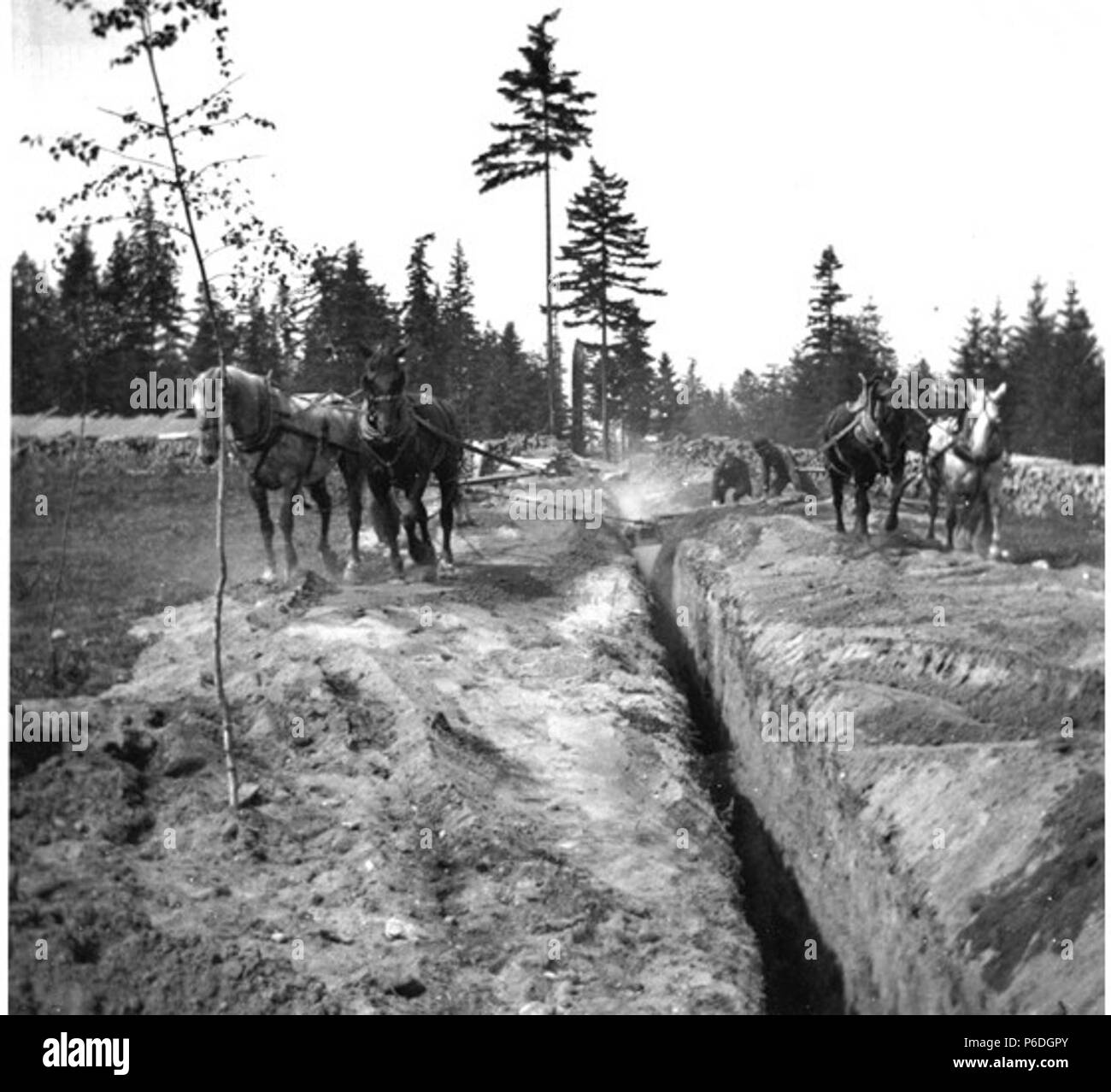 . Anglais : niveleuse à cheval en remplissage de tranchées d'égout sur Fort Lawton, Seattle, Washington, 9 juillet 1899 . Anglais : texte de journal Kiehl : Remplissage d'égout, vue de face. Le 9 juillet 1899. Album 2,245 sujets (LCSH) : Niveleuses (terrassement)--Washington (État)--Fort Lawton (Seattle) ; véhicules à traction--Washington (État)--Fort Lawton (Seattle) Tranchées ;--Washington (État)--Fort Lawton (Seattle) ; l'assainissement--Washington (État)--Fort Lawton (Seattle) ; Fort Lawton (Seattle, Washington) ; les bases militaires--Washington (État)--Seattle Concepts : thèmes animaux . 1899 53 niveleuse à chevaux remplissant sew Banque D'Images