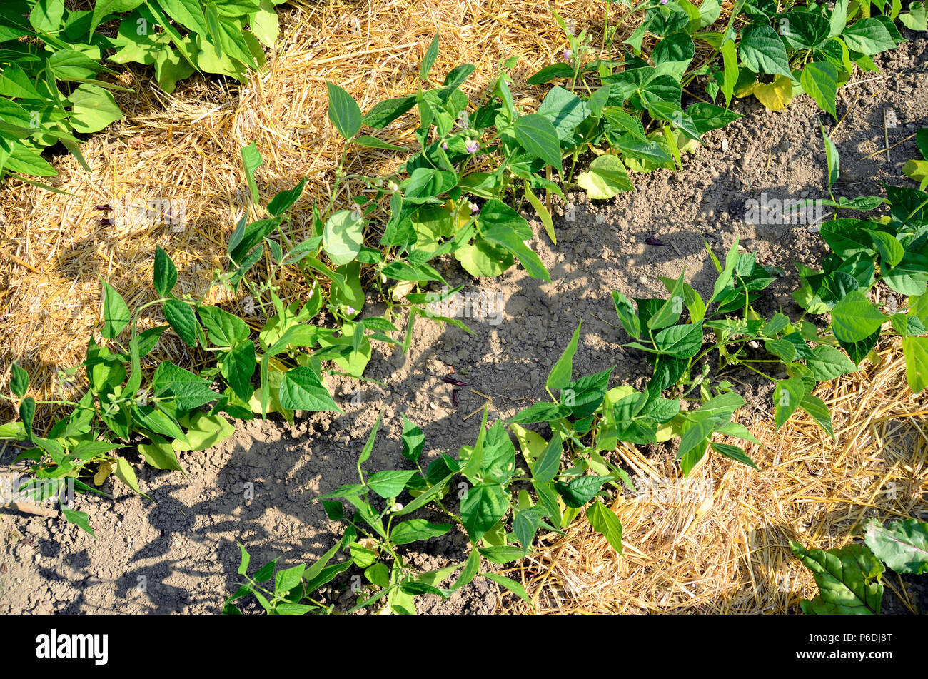 Jardin de légumes, la permaculture avec paille sur le sol, feuillage vert petits pois Banque D'Images