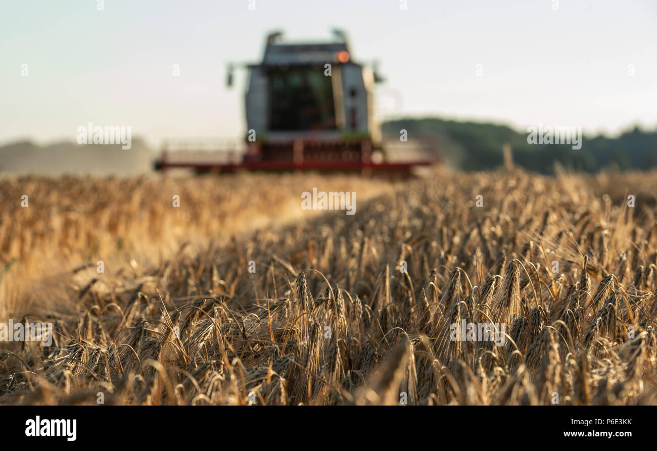 Wriedel, Allemagne. 29 Juin, 2018. L'orge d'hiver est récolté avec une moissonneuse-batteuse dans la soirée. Credit : Philipp Schulze/dpa/Alamy Live News Banque D'Images