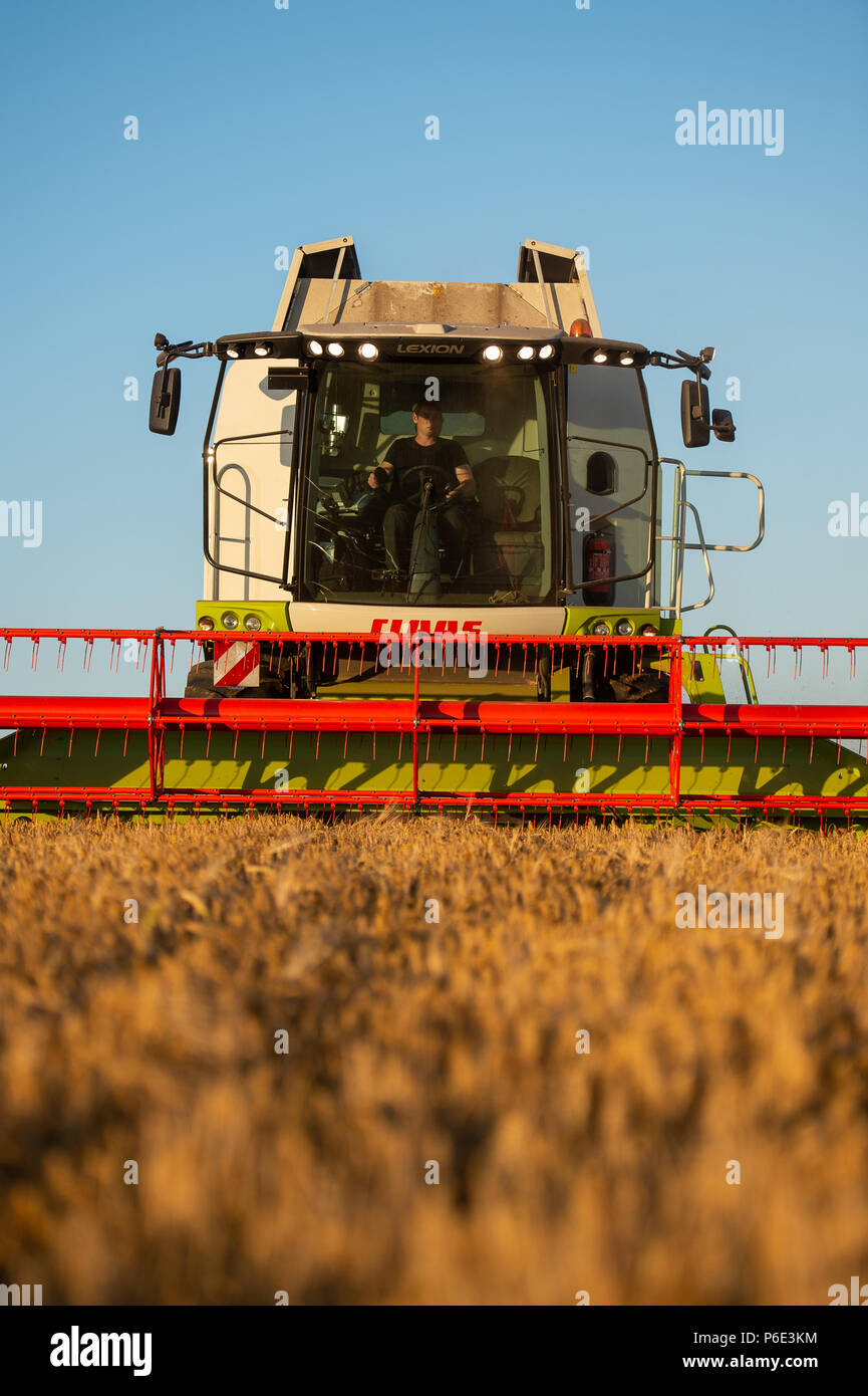 Wriedel, Allemagne. 29 Juin, 2018. L'orge d'hiver est récolté avec une moissonneuse-batteuse dans la soirée. Credit : Philipp Schulze/dpa/Alamy Live News Banque D'Images
