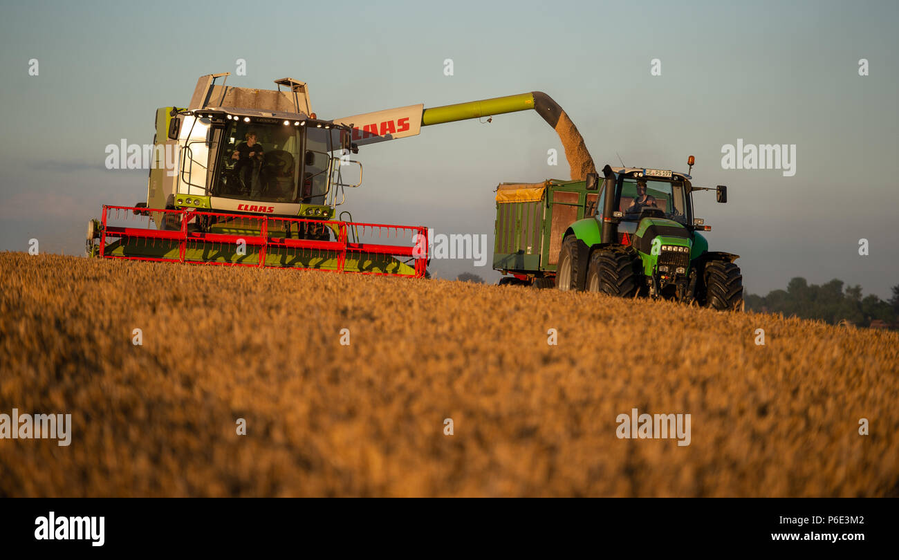 Wriedel, Allemagne. 29 Juin, 2018. L'orge d'hiver est récolté avec une moissonneuse-batteuse dans la soirée. Credit : Philipp Schulze/dpa/Alamy Live News Banque D'Images