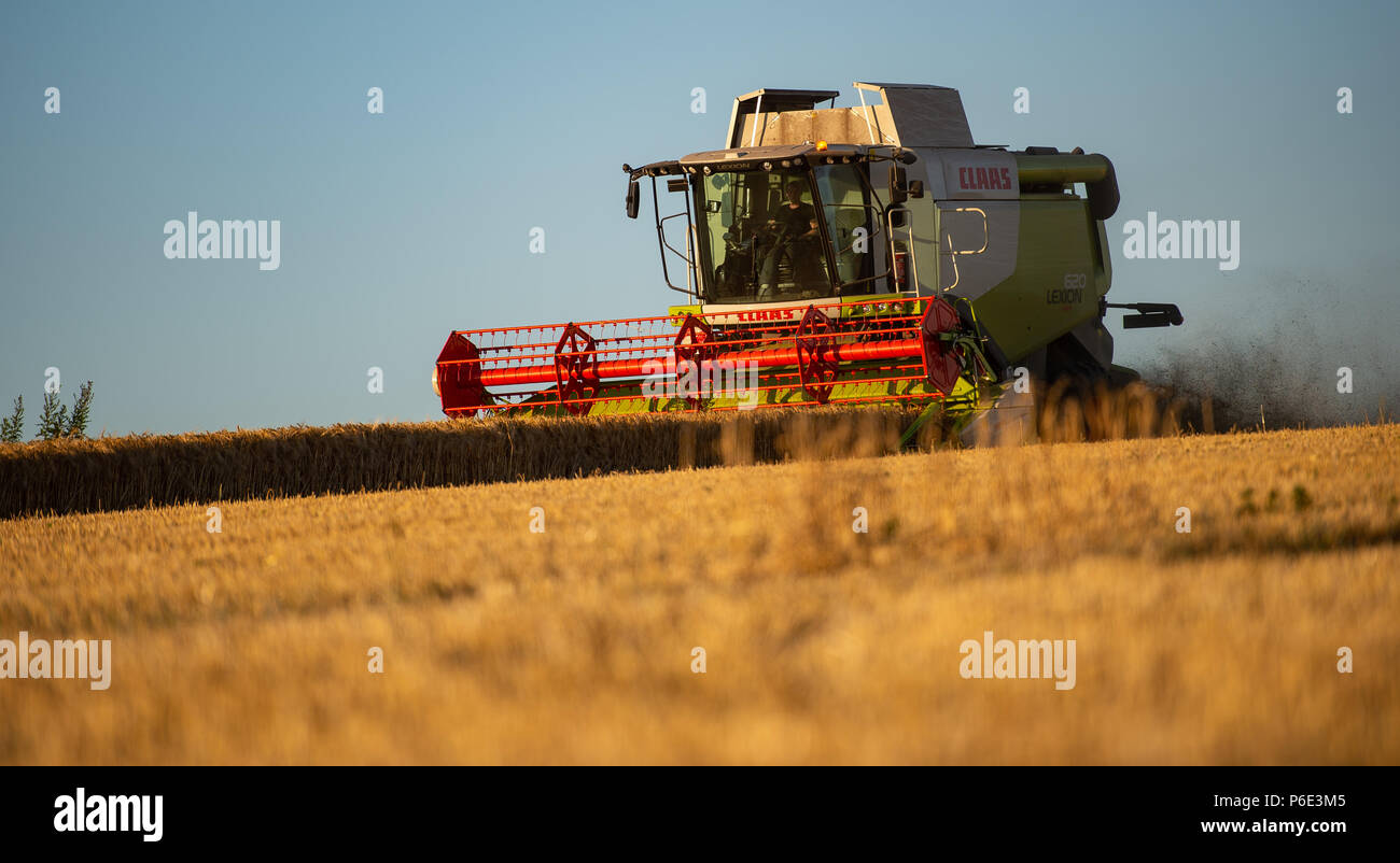 Wriedel, Allemagne. 29 Juin, 2018. L'orge d'hiver est récolté avec une moissonneuse-batteuse dans la soirée. Credit : Philipp Schulze/dpa/Alamy Live News Banque D'Images
