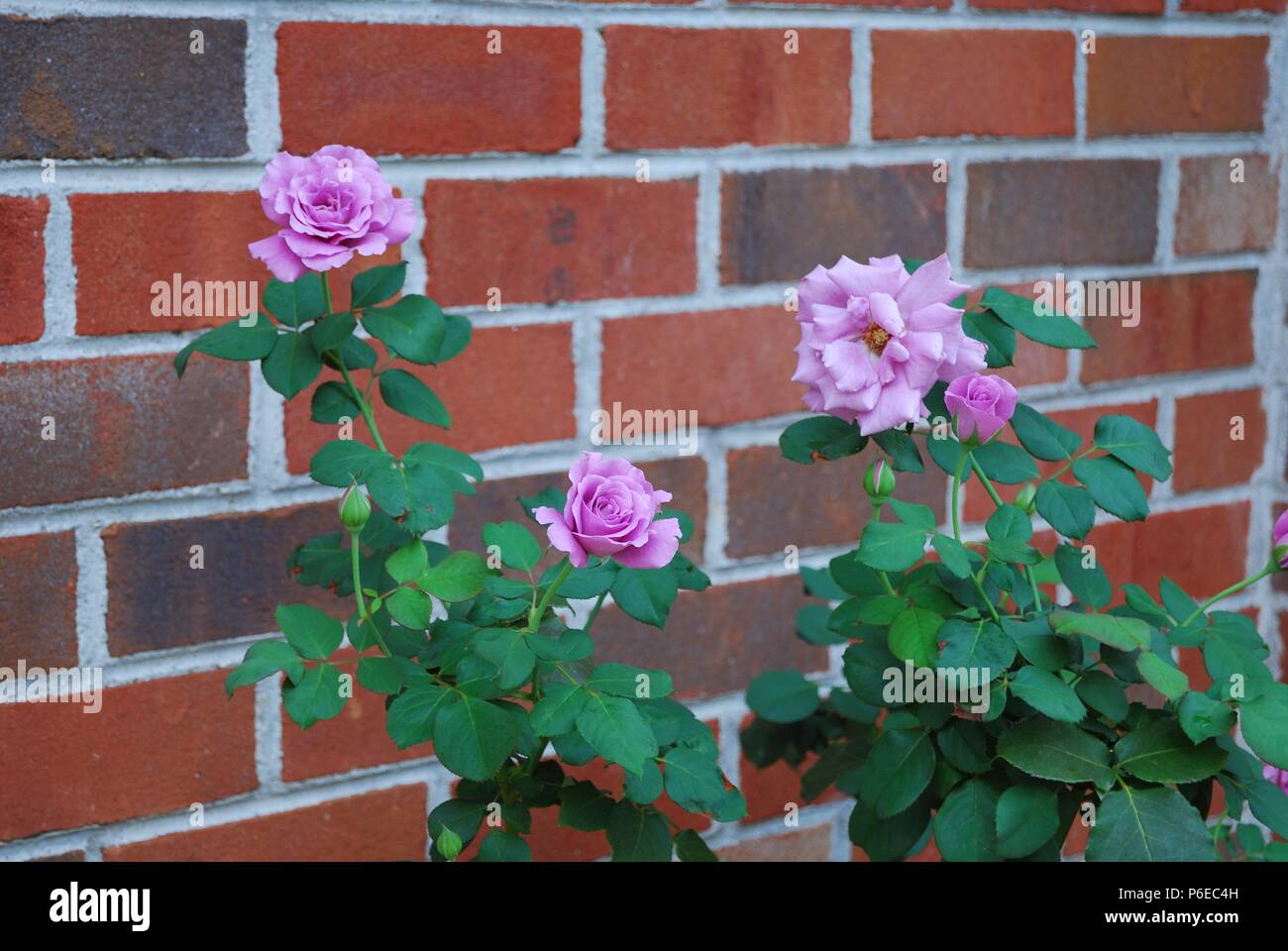 Roses rose en lumière tamisée, contre un mur de briques, Chester, Virginia USA. Banque D'Images