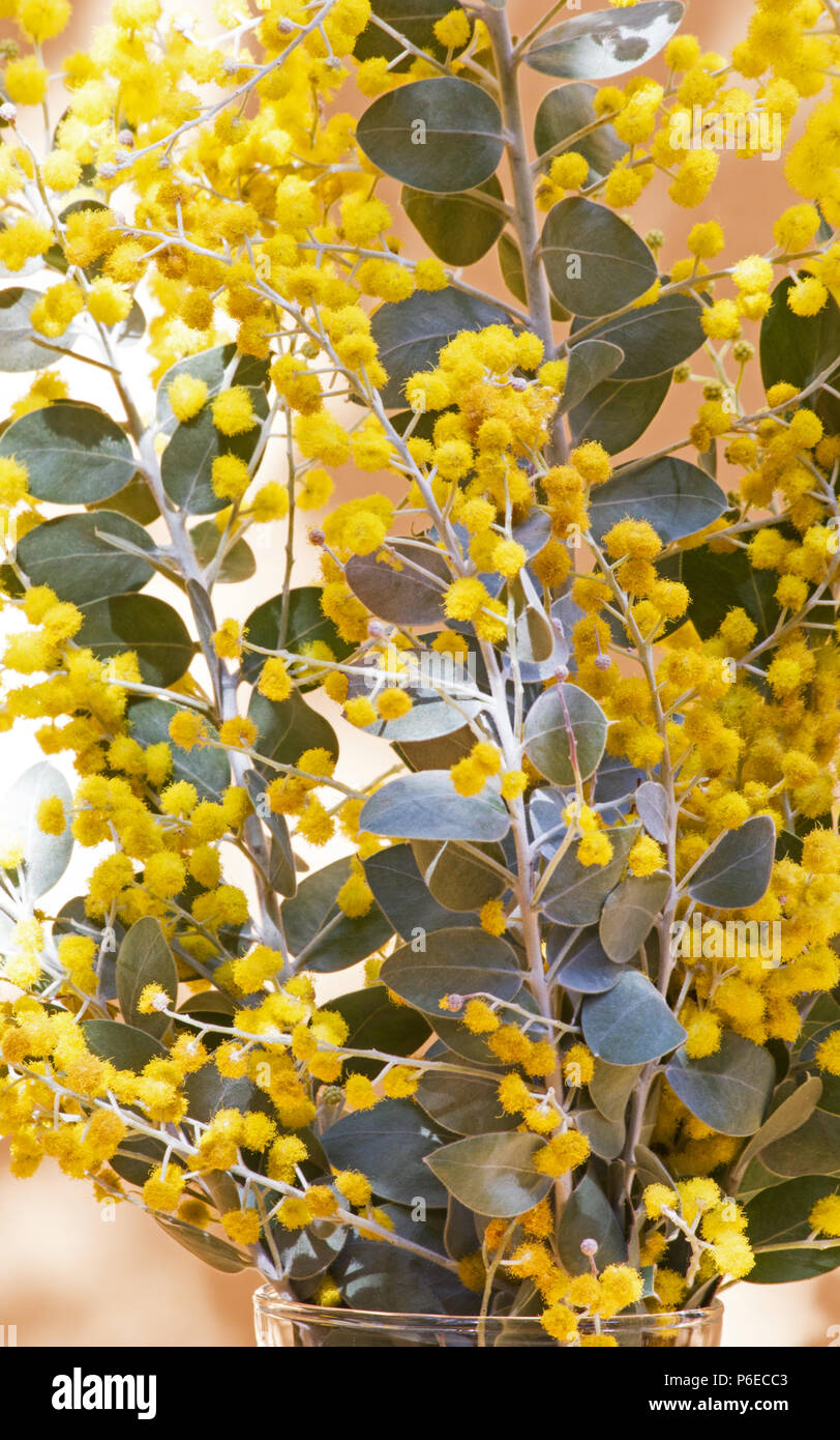 Acacia podalyriifolia dans un vase de fleurs sur fond jaune Banque D'Images