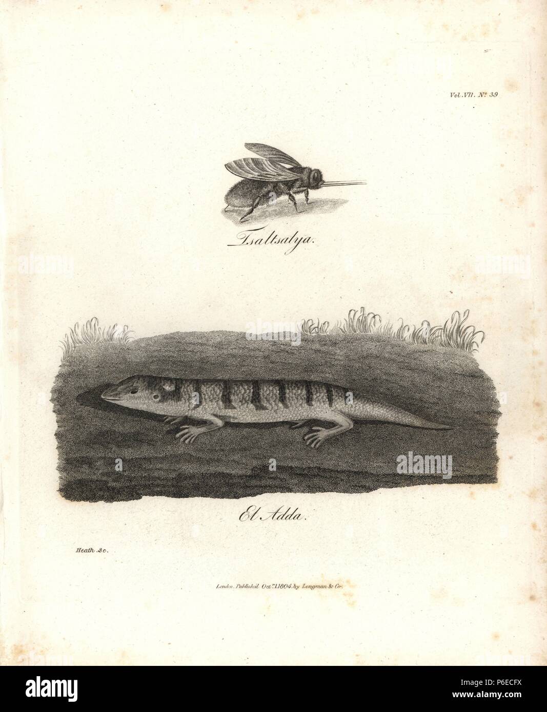 Tsaltsalya Pangonia ou mouche zimb, espèce, indigène de l'Abyssinie, et el adda, Scincus officinalis. La gravure sur cuivre de James Bruce a 'Voyages pour découvrir la source du Nil, dans les années 1768, 1769, 1770, 1771, 1772 et 1773, Londres, 1790. James Bruce (1730-1794) était un explorateur et écrivain voyageur écossais qui a passé plus de 12 ans en Amérique du Sud et en Éthiopie. Gravée par Heath après un dessin original de Bruce. Banque D'Images